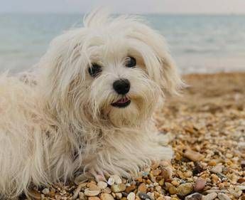 Cane in spiaggia - Adnkronos