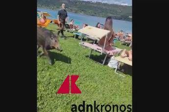 Lago di Albano invaso dai cinghiali, slalom fra i lettini e poi bagno 'ristoratore' - Video