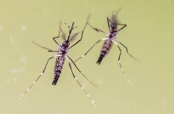 Due zanzare Aedes aegypti (Ipa)