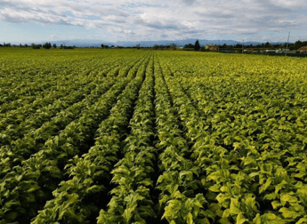 Tabacco, Antonelli (Fit) su Cop 11: