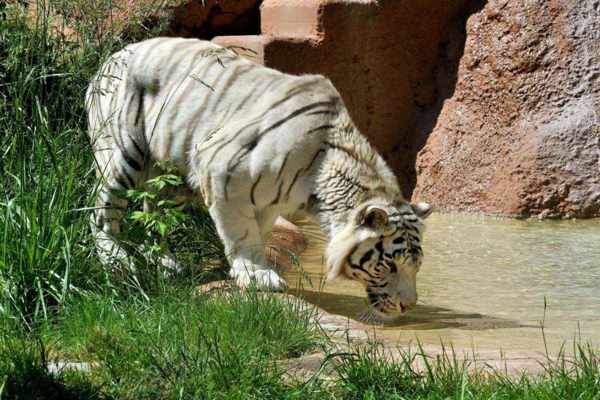 Al Bioparco di Roma arriva Gladio, la tigre del Bengala