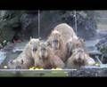 Un bagno caldo per sette capibara
