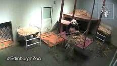 video di donne incinta