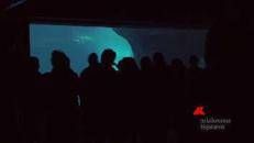 Chicago, mamma delfino partorisce Karl