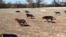 I cani australiani diventano star