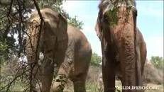 L'elefantessa Rhea ritrova le sorelle