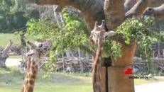 Allarme giraffe: numero dimezzato in 30 anni