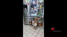 Il cane gli fa da scaletta, la 'banda' del frigo in azione