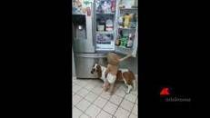 Il cane gli fa da scaletta, la 'banda' del frigo in azione