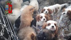 Ammassati nel bagagliaio, polizia salva 26 cagnolini