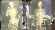 A Napoli la mostra che svela il corpo umano