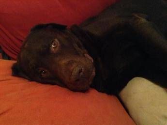 La 'pet therapy' è online, su Facebook 700.000 foto di cani per un ragazzo in ospedale La 'pet therapy' è online, su Facebook 700.000 foto di cani per un ragazzo in ospedale
