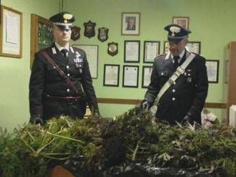 Bologna, coltiva marijuana nel bosco vicino casa: denunciato Bologna, coltiva marijuana nel bosco vicino casa: denunciato