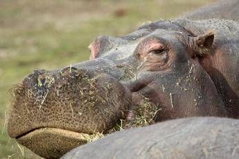 Addio Gonzalo, si è spento uno dei due ippopotami più vecchi d'Europa /Video Addio Gonzalo, si è spento uno dei due ippopotami più vecchi d'Europa /Video