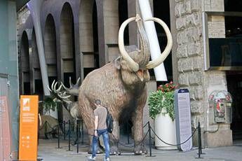 Il mammut lanoso rivivrà entro 2 anni. Scienziati Harvard pronti a creare il 'mammufante' Il mammut lanoso rivivrà entro 2 anni. Scienziati Harvard pronti a creare il 'mammufante'