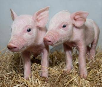 Super-maiali immuni ai virus grazie a un gene Super-maiali immuni ai virus grazie a un gene