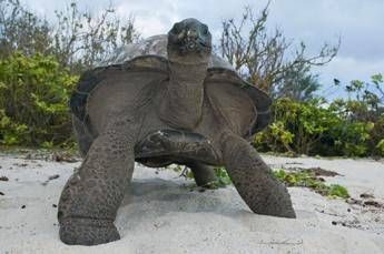 Testuggini giganti e pipistrelli, il progetto di tutela alle Seychelles parla italiano Testuggini giganti e pipistrelli, il progetto di tutela alle Seychelles parla italiano