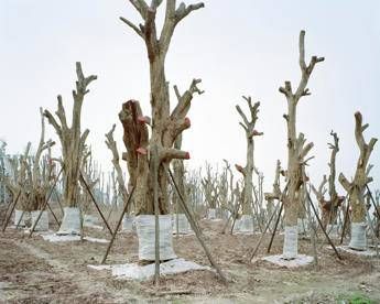 Syngenta Photography Award 2017, ecco i vincitori Syngenta Photography Award 2017, ecco i vincitori