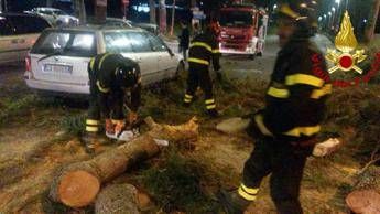 Roma, albero di 20 metri crolla su auto in via Cassia: un ferito grave Roma, albero di 20 metri crolla su auto in via Cassia: un ferito grave