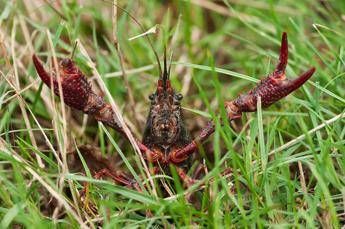 Allarme specie aliene nel Lazio, sono oltre 580/ Foto Allarme specie aliene nel Lazio, sono oltre 580/ Foto