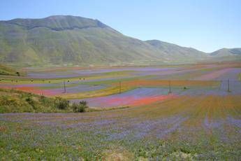 Una cordata di solidarietà per salvare lenticchia di Castelluccio Una cordata di solidarietà per salvare lenticchia di Castelluccio