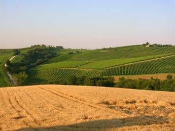 Torna la cicerchia nelle Marche, regina dei legumi poveri ha rischiato l'estinzione Torna la cicerchia nelle Marche, regina dei legumi poveri ha rischiato l'estinzione