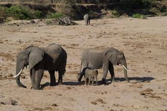 Siti Unesco, nel 30% traffico illegale di specie selvatiche Siti Unesco, nel 30% traffico illegale di specie selvatiche