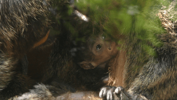 Lieto evento al Parco Natura Viva di Bussolengo, nato cucciolo di scimmia saki Lieto evento al Parco Natura Viva di Bussolengo, nato cucciolo di scimmia saki