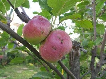 Brutte ma buone, mele antiche battono commerciali Brutte ma buone, mele antiche battono commerciali