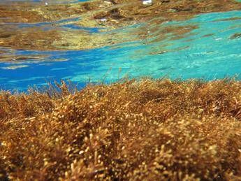 Ecosistemi al collasso, gli organismi lo prevedono e si spostano Ecosistemi al collasso, gli organismi lo prevedono e si spostano