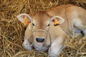 Nasce Organizzazione interprofessionale carne bovina italiana Nasce Organizzazione interprofessionale carne bovina italiana