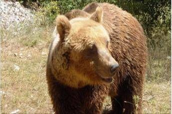 Aggredisce e ferisce un uomo, orso 'ricercato' in Trentino Aggredisce e ferisce un uomo, orso 'ricercato' in Trentino