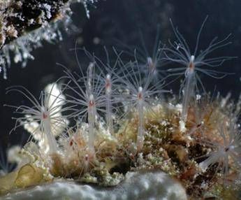 Scoperta una nuova specie marina alle Maldive Scoperta una nuova specie marina alle Maldive