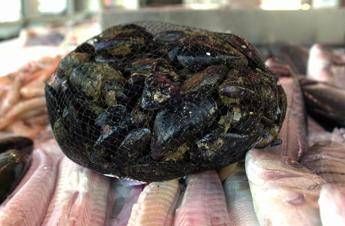 Cozze 'sentinelle' del mare, tutto quello che c'è da sapere Cozze 'sentinelle' del mare, tutto quello che c'è da sapere