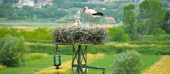 Enel e Lipu-BirdLife insieme per la tutela dell'avifauna Enel e Lipu-BirdLife insieme per la tutela dell'avifauna