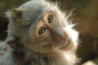 Salvi 27 macachi destinati alla sperimentazione Salvi 27 macachi destinati alla sperimentazione
