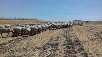 Lo sfogo di una imprenditrice agricola: Con la siccità costi alle stelle e guadagni a picco Lo sfogo di una imprenditrice agricola: Con la siccità costi alle stelle e guadagni a picco