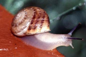 Dalla bava di lumaca la super colla che ripara i tessuti Dalla bava di lumaca la super colla che ripara i tessuti