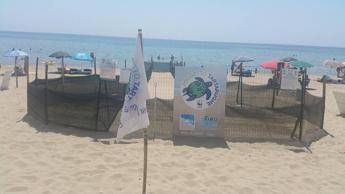 Tartarughe marine, più nidi in Italia ma pesca e rifiuti le mettono a rischio Tartarughe marine, più nidi in Italia ma pesca e rifiuti le mettono a rischio