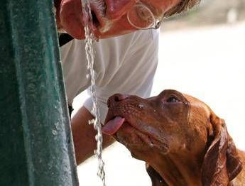 Effetto quattrozampe, avere un cane protegge cuore e salute Effetto quattrozampe, avere un cane protegge cuore e salute