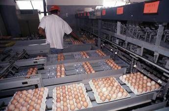 Uova al fipronil, campioni contaminati a Roma e Ancona Uova al fipronil, campioni contaminati a Roma e Ancona