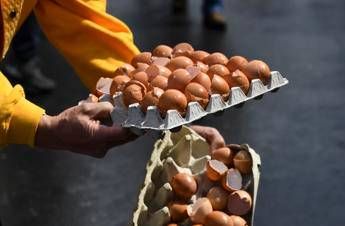 Allarme Fipronil, 90mila uova sequestrate Allarme Fipronil, 90mila uova sequestrate