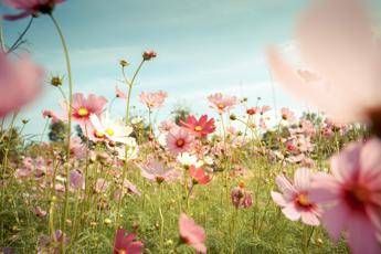 Milano in fiore, arriva la sfida social a colpi di petali Milano in fiore, arriva la sfida social a colpi di petali