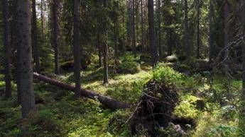 Allarme Greenpeace, fazzoletti di carta divorano la foresta boreale Allarme Greenpeace, fazzoletti di carta divorano la foresta boreale