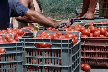 Caporalato, se la bottiglia costa più del pomodoro Caporalato, se la bottiglia costa più del pomodoro
