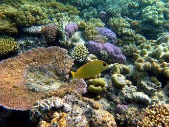 Anche il Wwf a Malta, ecco le richieste per salvare gli oceani Anche il Wwf a Malta, ecco le richieste per salvare gli oceani