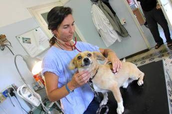 Riconosciuto a dipendente permesso retribuito per curare il cane Riconosciuto a dipendente permesso retribuito per curare il cane