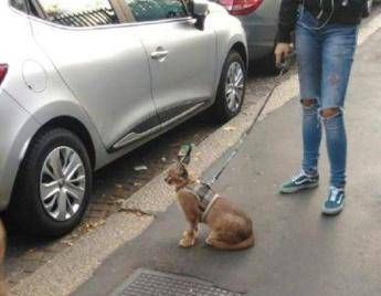 Milano, è 'caccia' al caracal Milano, è 'caccia' al caracal