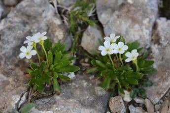 Fiori a rischio estinzione, 7 quelli che rischiano di sparire dall'Appennino abruzzese Fiori a rischio estinzione, 7 quelli che rischiano di sparire dall'Appennino abruzzese