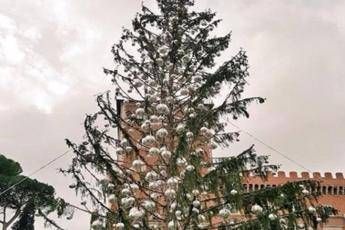 'Spelacchio' finisce alla Corte dei Conti 'Spelacchio' finisce alla Corte dei Conti